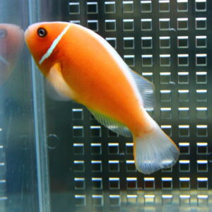 Bright orange tropical fish with a white stripe near its head, swimming in a clear aquarium