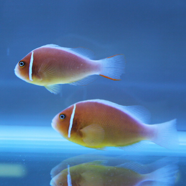 ハナビラクマノミ 【1匹】 !海水魚 クマノミ 15時までのご注文で当日発送(t115