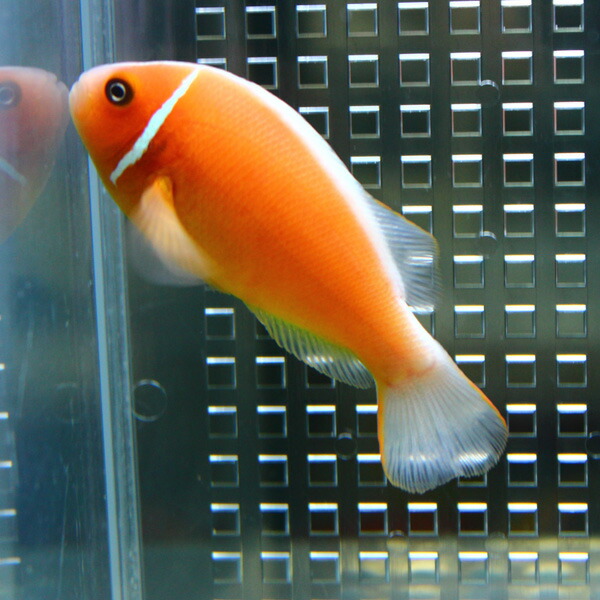 ハナビラクマノミ 【1匹】 !海水魚 クマノミ 15時までのご注文で当日発送(t115