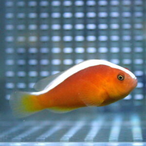 Orange tropical fish with a white dorsal stripe swimming in a clear tank.