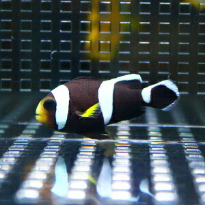 Clownfish with white stripes and a yellow face swimming in a glass aquarium.