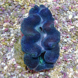 Blue brain coral with white speckles resting on a multicolored pebble substrate