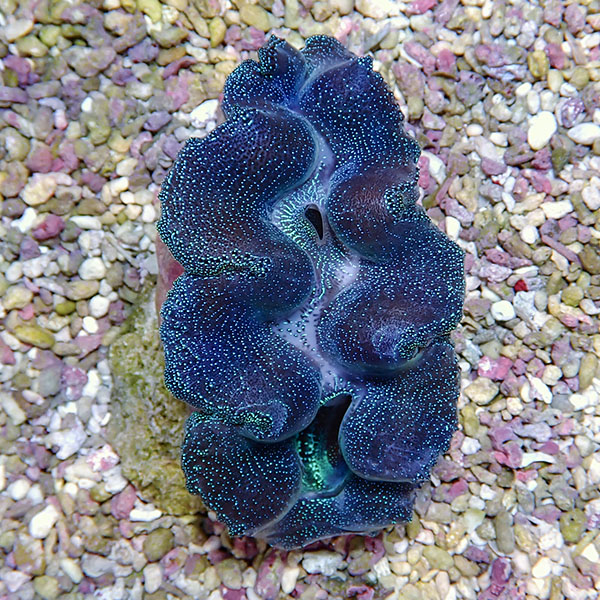 【サンゴ現物1】ヒメシャコガイ 8-10cm !15時までのご注文で当日発送 【サンゴ/沖縄/シャコガイ】(t136