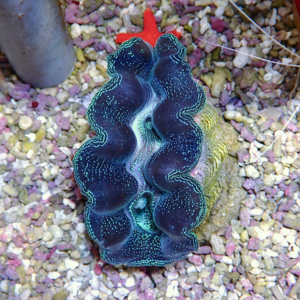Open giant clam with dark blue, ruffled mantle and turquoise edges on a gravel substrate in an aquarium setting invertebrate close-up image.