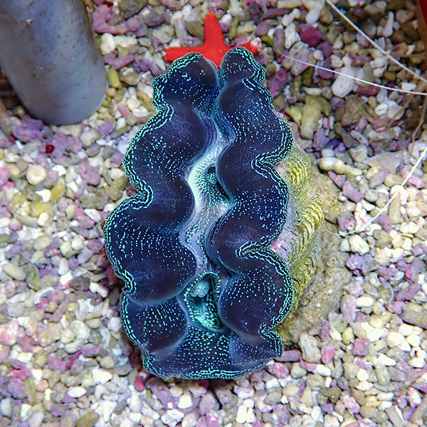 【サンゴ現物2】ヒメシャコガイ 8-10cm !15時までのご注文で当日発送 【サンゴ/沖縄/シャコガイ】(t136