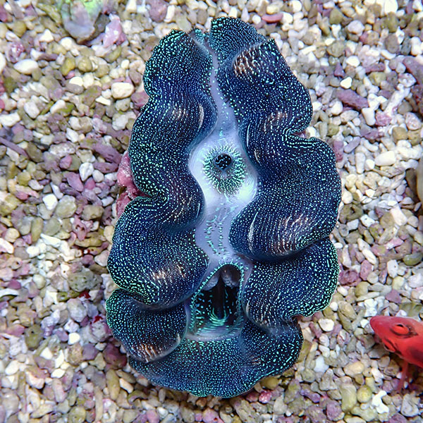 【サンゴ現物3】ヒメシャコガイ 8-10cm!15時までのご注文で当日発送 【サンゴ/沖縄/シャコガイ】(t136