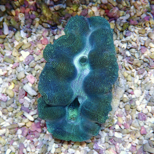 irm-b-1581 - AQUAGIFT 用品ショップ Close-up of a blue-green coral with bumpy, wavy ridges on multicolored aquarium gravel