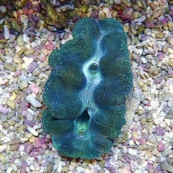 【サンゴ現物4】ヒメシャコガイ 8-10cm!15時までのご注文で当日発送 【サンゴ/沖縄/シャコガイ】(t136