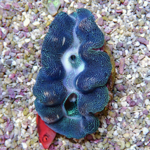 irm-b-1582 - AQUAGIFT 用品ショップ Open blue giant clam (Tridacna) with iridescent dotted mantle on gravel substrate