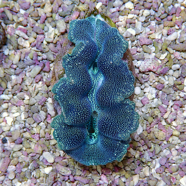 【サンゴ現物6】ヒメシャコガイ 8-10cm!15時までのご注文で当日発送 【サンゴ/沖縄/シャコガイ】(t136