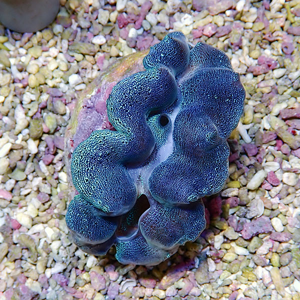 【サンゴ現物7】ヒメシャコガイ 8-10cm!15時までのご注文で当日発送 【サンゴ/沖縄/シャコガイ】(t136