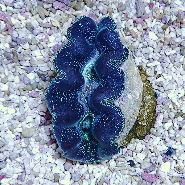 【サンゴ現物8】ヒメシャコガイ 8-9cm!15時までのご注文で当日発送 【サンゴ/沖縄/シャコガイ】(t136