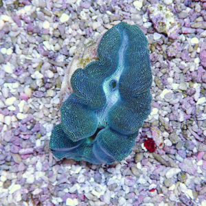 irm-b-1586 - AQUAGIFT 用品ショップ Blue-green brain coral resting on pinkish gravel at the seafloor in clear water.