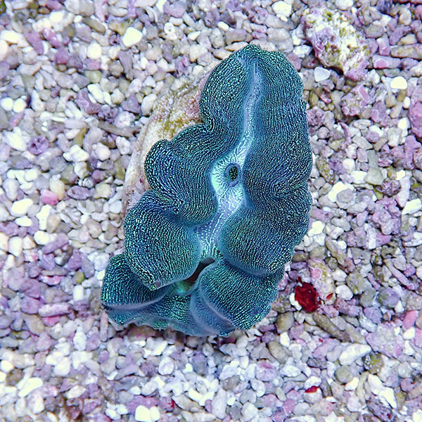 【サンゴ現物9】ヒメシャコガイ 8-9cm!15時までのご注文で当日発送 【サンゴ/沖縄/シャコガイ】(t136