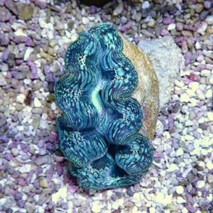 Blue-green, wavy-patterned sea shell resting on small multicolored pebbles on the beach.