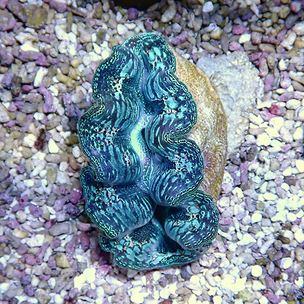 【サンゴ現物10】ヒメシャコガイ 8-9cm!15時までのご注文で当日発送 【サンゴ/沖縄/シャコガイ】(t136