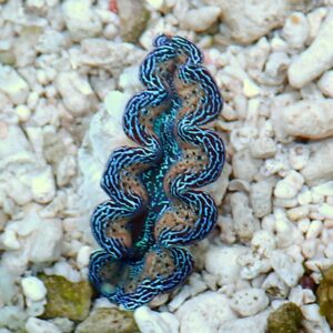 Blue-lined flatworm with wavy brown body and bright electric-blue stripes on white gravel.