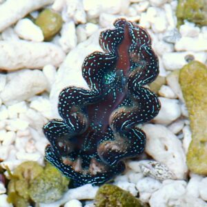 Colorful blue and turquoise sea slug with wavy edges on white pebbles.