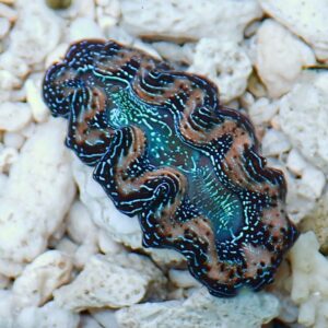 irm-b-1590 - AQUAGIFT 用品ショップ Colorful giant clam shell with turquoise and brown iridescent mantle resting on light rocks.