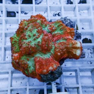 Bright red and green encrusting coral fragment resting on a white grid in a reef tank setup IFP cage-like grid visible behind it