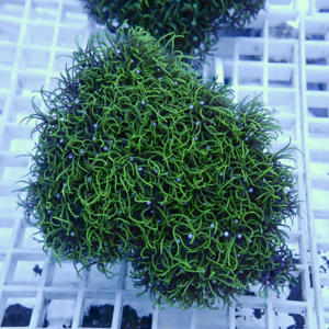 Close-up of a bright green coral colony with long curling polyps resting on a white frag rack