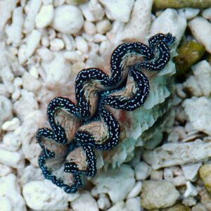 Ribbon-like blue-spotted sea slug (nudibranch) resting on white pebbles and a rock surface.