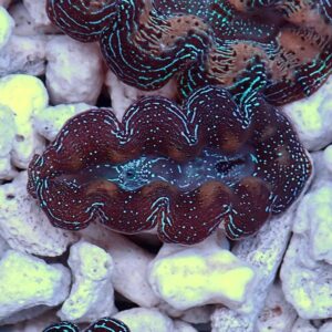 Brown giant clam with bright blue iridescent lines on a wavy shell resting among white coral rubble.
