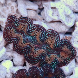 Close-up of a colorful giant clam shell with bright blue-green iridescent ridges on brown tissue among white coral rubble in an aquarium setting.