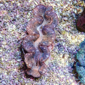 A large, wavy-edged clam or mollusk on pebbled sand with pinkish-brown spiraled shell walls dotted with small speckles, center opening visible