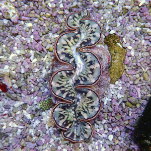 irm-b-1713 - AQUAGIFT 用品ショップ Open giant clam with marbled gray mantle and dark markings on pink gravel.