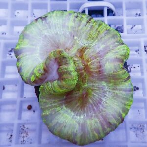 Close-up of a green-edged mushroom coral with pink center on a white grid, in an aquarium setting.