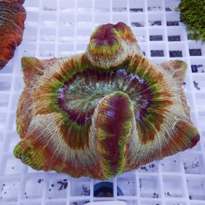Colorful coral fragment with rainbow bands and a ridged surface resting on a white grid surface near the edge of the frame