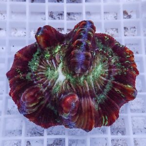 Colorful plate-shaped coral frag with red edges and green center, showing radiating ridges on a white tank grid.