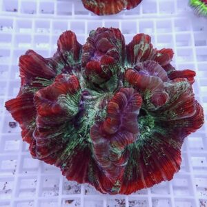 Vibrant red, green, and purple coral specimen placed on a white grid background in an aquatic display.