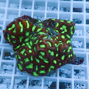 Bright green and brown coral fragment on a white grid in an aquarium.