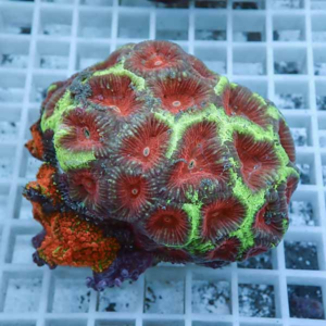 Close-up of a coral colony with red polyps outlined by neon-green edges resting on a white aquarium grid rack.