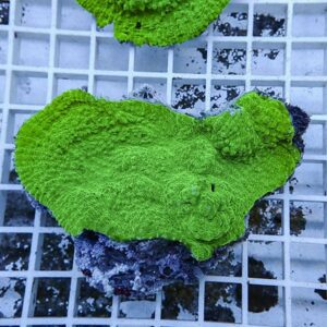 irm-b-1726 - AQUAGIFT 用品ショップ Neon green brain coral fragment on a purple base resting on a white grid aquarium rack.
