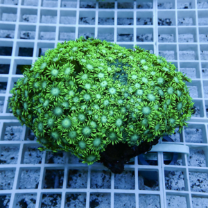 irm-b-1728 - AQUAGIFT 用品ショップ Close-up of a vibrant green zoanthid coral colony with numerous star-shaped polyps on a rock in a white grid rack in an aquarium setting.