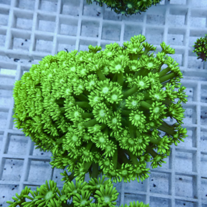 irm-b-1729 - AQUAGIFT 用品ショップ Close-up of a bright green succulent with dense clusters of tiny star-shaped leaves on thick stems, resting on a gray grid surface.