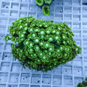 Vibrant green zoanthid coral colony with numerous star-shaped polyps on a pale grid background on an aquarium rack