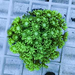 Dense cluster of bright green zoanthid coral polyps viewed from above, growing on a base plate in an aquarium setting