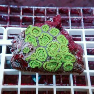 Bright green circular coral polyps on a red base resting on a white grid, in a reef tank context.