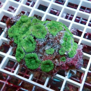 Close-up of a live green mushroom coral fragment with bright circular polyps on a pink encrusting base resting on a white frag rack.