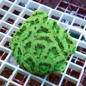 Bright green brain coral with ridged, maze-like folds on a white grid background.