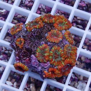 Close-up of a vibrant coral frag with orange-red polyps and green centers on a purple base, resting on a white grid rack.