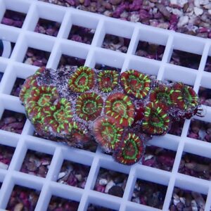 Cluster of neon-green-centered red zoanthid corals attached to a rock on a white frag rack in a reef aquarium