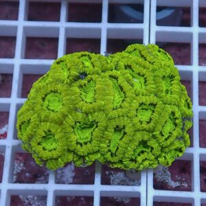 Bright green brain coral fragment on a white grid background.