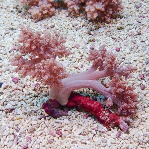 Pink branching coral attached to a red encrusted rock on a pale pebble seabed. Pinpointing a small underwater colony.