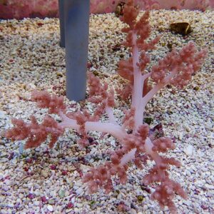 Pink branching soft coral (gorgonian) in an aquarium gravel bed beside a vertical pipe.