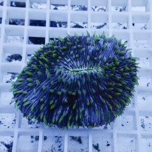 irm-b-1753 - AQUAGIFT 用品ショップ Blue-purple sea urchin with bright green spines resting on a white grid tray